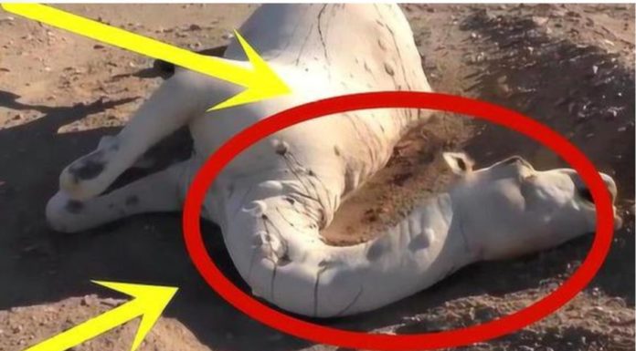 Don’t touch the dead camel in the desert, why?