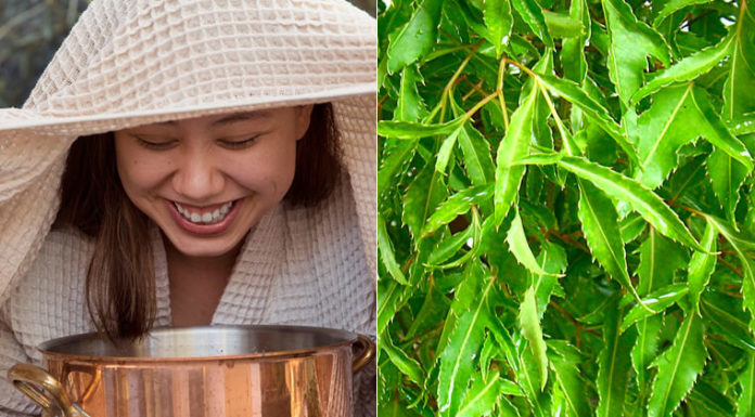 The multi-purpose plant leaves that heal and beautify from skin to body shape that everyone should try