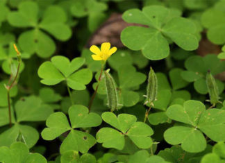 Type of roadside weeds likened to “ground ginseng,” combined with this ingredient creates a delicious dish.