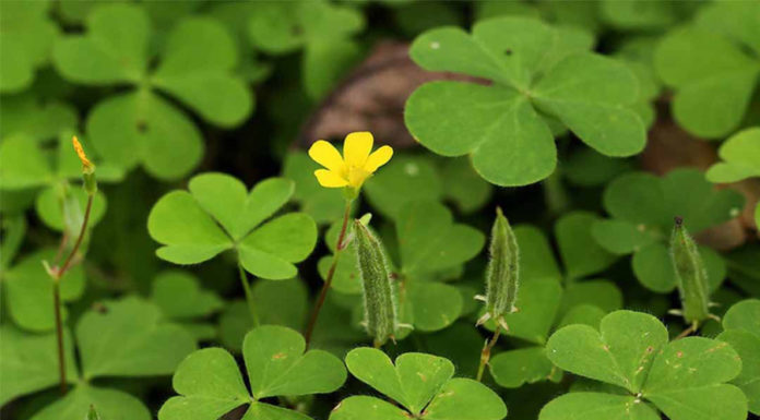 Type of roadside weeds likened to “ground ginseng,” combined with this ingredient creates a delicious dish.