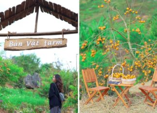 Picking strawberries and relaxing in Moc Chau, cooking on-site with loved ones