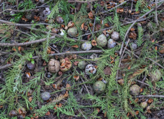 No worrying about root rot or yellowing leaves when planting flowers with this type of soil, no need for fertilizer in 10 years