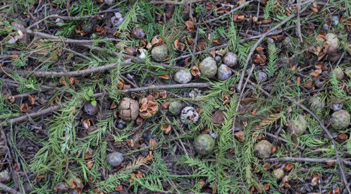 No worrying about root rot or yellowing leaves when planting flowers with this type of soil, no need for fertilizer in 10 years