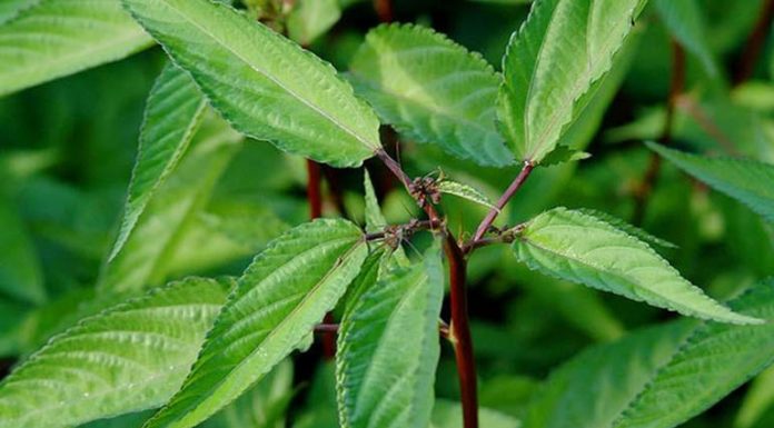 8 Types of Leafy Vegetables Super Rich in Calcium for Maximizing Height Growth