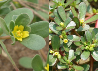 The forgotten vegetable that only the poor eat, everyone wants to use knowing its benefits