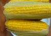 Pouring cold water on boiled corn goes wrong: Adding this to sweet and tender corn, every kernel becomes shiny and plump