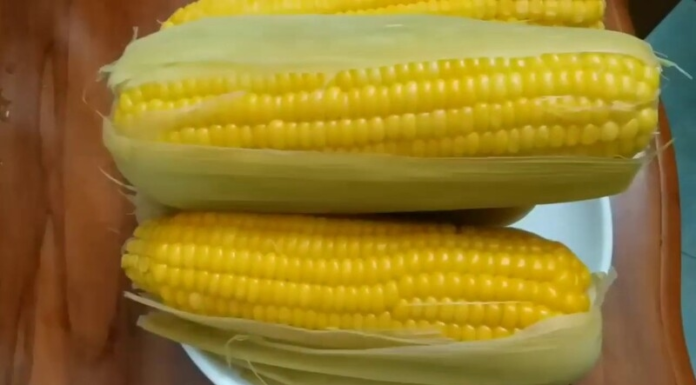 Pouring cold water on boiled corn goes wrong: Adding this to sweet and tender corn, every kernel becomes shiny and plump