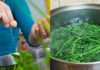 Blanching Water Spinach: Adding One Step to Keep the Greens Crisp and Vibrant