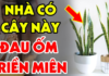 Age is a bad omen for the Tiger’s Tongue tree: Even planting just one tree will make you poor, and your money will disappear completely.