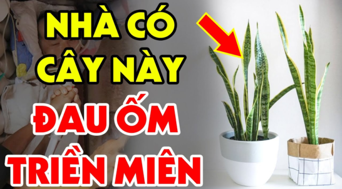 Age is a bad omen for the Tiger’s Tongue tree: Even planting just one tree will make you poor, and your money will disappear completely.