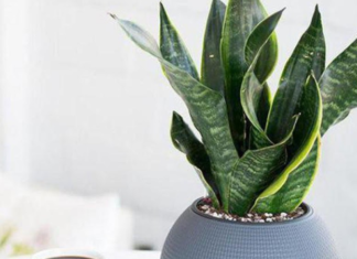 Growing Tiger Tongue Plants: Boosting Business Wealth and Financial Power Training