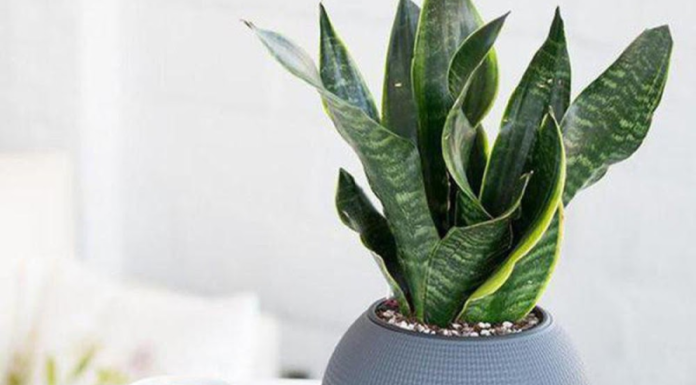 Growing Tiger Tongue Plants: Boosting Business Wealth and Financial Power Training