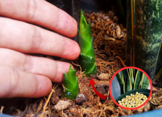 Planting Tiger’s Tongue to grow seedlings just needs to bury this thing in the soil and it’s done