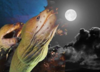 Ancestral advice warns against the folly of desperation: ‘No matter how hungry or poor you are, never feast upon the moonlit snake, for it will only bring loss and misfortune’.