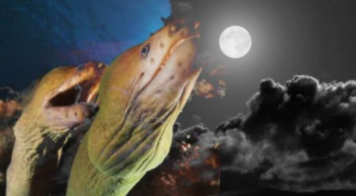 Ancestral advice warns against the folly of desperation: ‘No matter how hungry or poor you are, never feast upon the moonlit snake, for it will only bring loss and misfortune’.