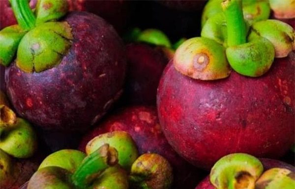 Choosing the Best and Juiciest Mangosteen: A Guide for the Season