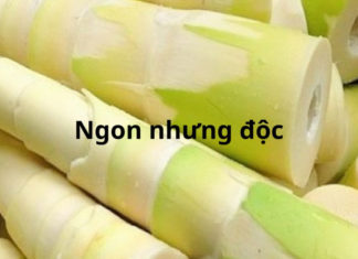 Fresh bamboo shoots are delicious but extremely toxic to these groups of people, eating them can be harmful to health.