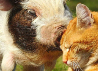 The Scarlet Fortune: At 4 years old, the mouse gambles, counting money non-stop for the last 2 months of the year.