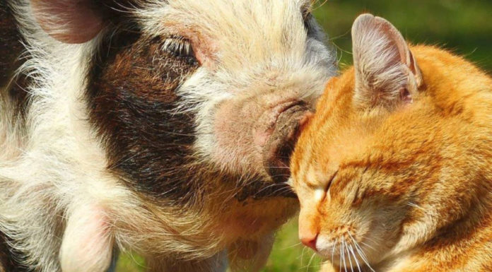 The Scarlet Fortune: At 4 years old, the mouse gambles, counting money non-stop for the last 2 months of the year.