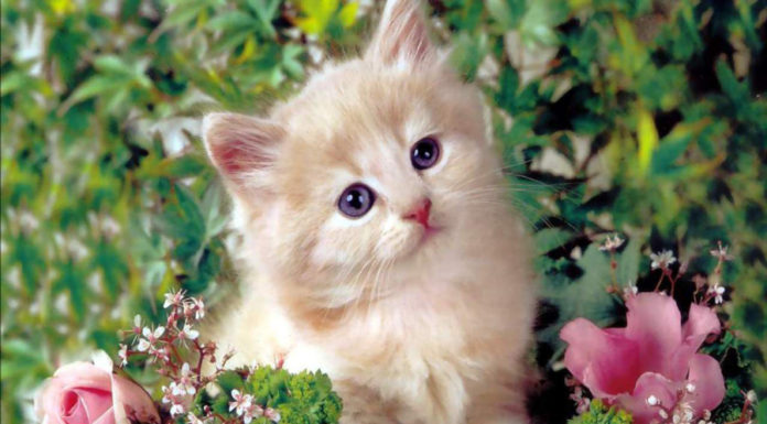 From today, 4 years of fortune and blessings, deep and abundant blessings, hundredfold luck, ten thousandfold success