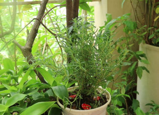 Sleeping Troubles? Don’t Worry! Natural Ingredients for a Good Night’s Sleep