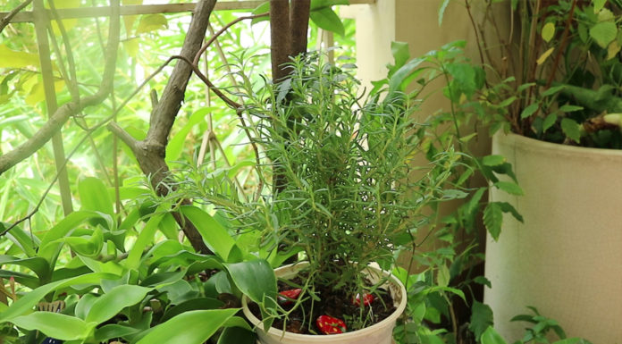 Sleeping Troubles? Don’t Worry! Natural Ingredients for a Good Night’s Sleep