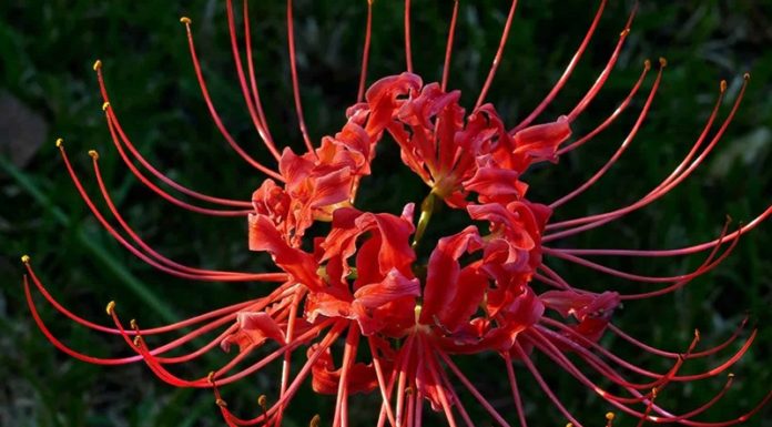 Colors Bring Luck to the 12 Zodiac Signs in 2024