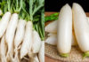 5 Tips to Remember When Buying Turnips: All Turnips Are Tasty and Not Hollow