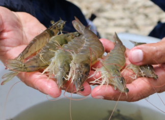 How to differentiate between farmed and wild shrimps: The easiest way to make two nutritious dishes surprisingly simple