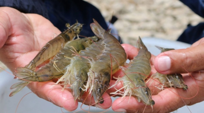 How to differentiate between farmed and wild shrimps: The easiest way to make two nutritious dishes surprisingly simple