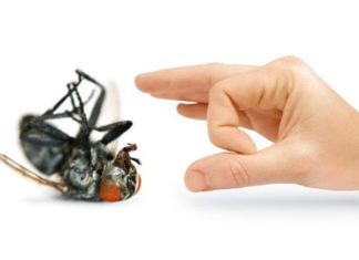 Get Rid of Fruit Flies: A Simple Solution