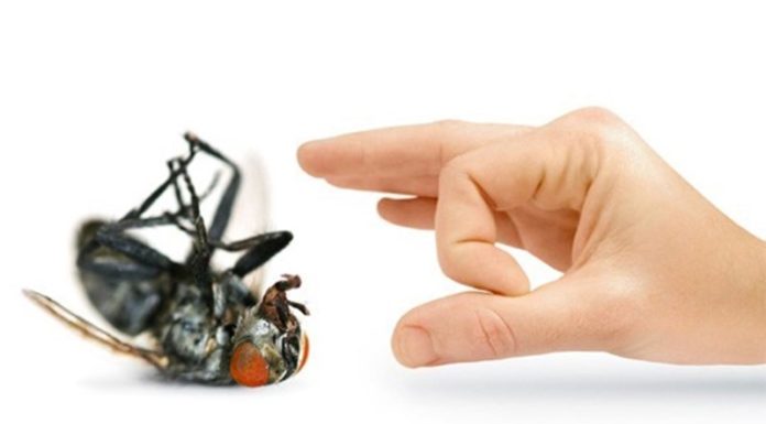 Get Rid of Fruit Flies: A Simple Solution