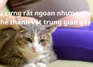 Playing with Dogs and Cats During Pregnancy: Beware of Miscarriage and Birth Defects