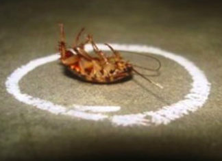 Natural Tips to Get Rid of Mosquitoes and Cockroaches