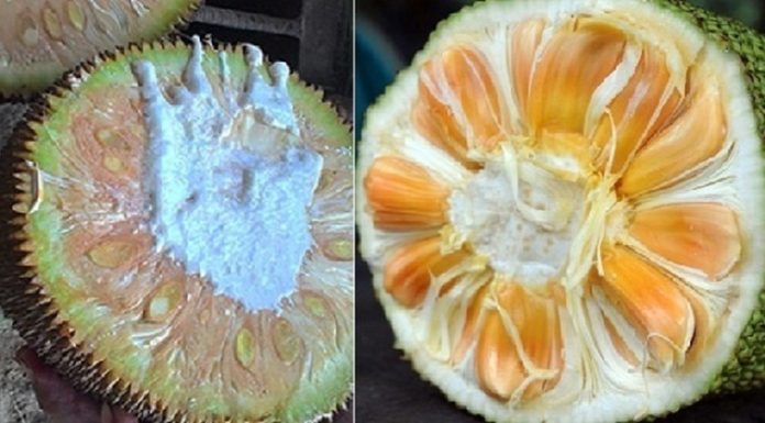 Tips for selecting ripe, flavorful, chemical-free jackfruit