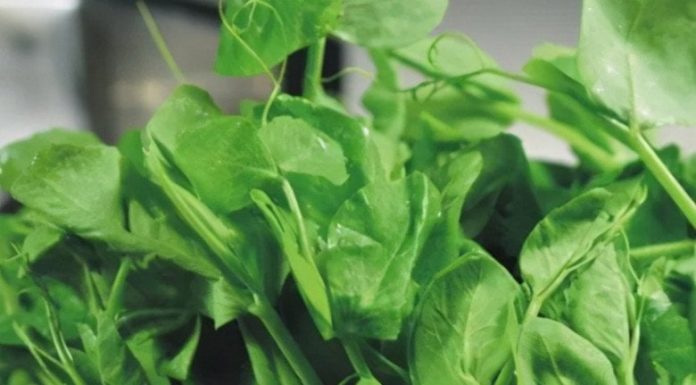 Surprising Discovery: Seed Plant Turns Out to Be Delicious and Beneficial for Liver Detox