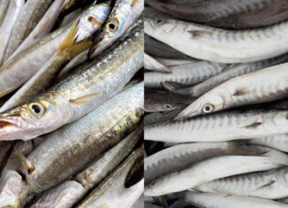 Nutritious Fish That Is Healthier Than Carp: Cooked with the “King of Vegetables” for Delicious and Nutrient-rich Flavors