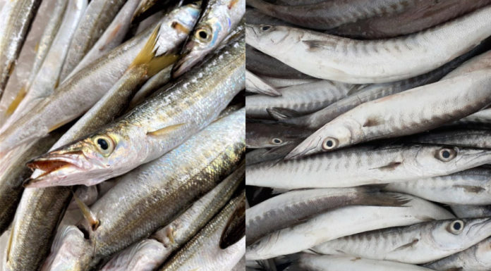 Nutritious Fish That Is Healthier Than Carp: Cooked with the “King of Vegetables” for Delicious and Nutrient-rich Flavors