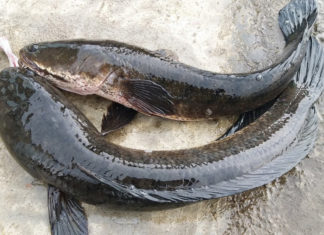 Type of fish that boosts energy, heals wounds, promotes overall health, and reduces ailments