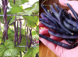 Tiny Super Calcium-Rich Fruit, Affordable and Worth Trying