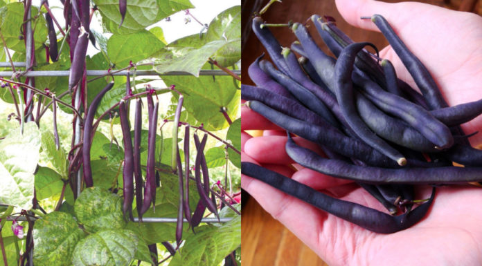 Tiny Super Calcium-Rich Fruit, Affordable and Worth Trying