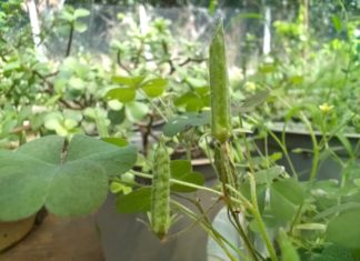 Underrated Wild Herb: A Satisfyingly Delicious Plant Similar to Ginseng