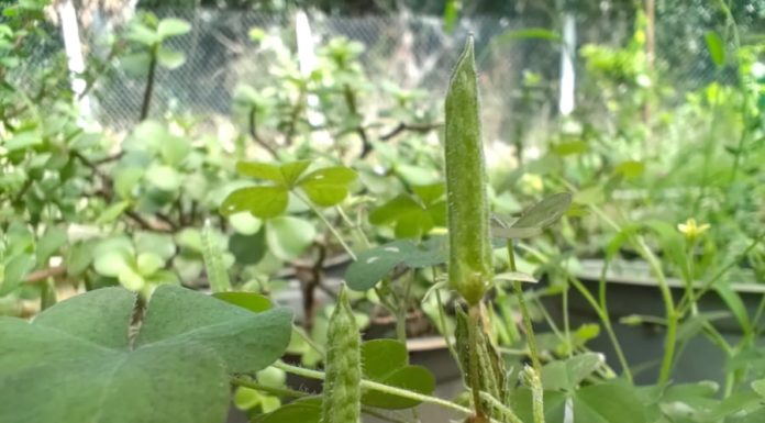 Underrated Wild Herb: A Satisfyingly Delicious Plant Similar to Ginseng