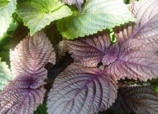 Expensive Japanese Leaves Sold for over 500 Dong, Vietnam Only a Few Thousand for a Whole Bunch, Who Isn’t Taking Advantage of this Opportunity?