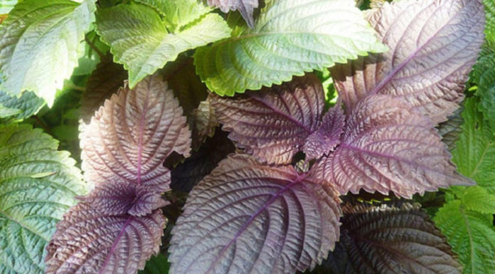 Expensive Japanese Leaves Sold for over 500 Dong, Vietnam Only a Few Thousand for a Whole Bunch, Who Isn’t Taking Advantage of this Opportunity?