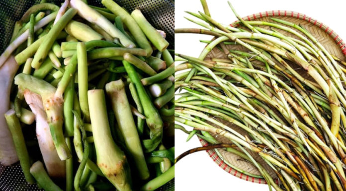 Mud-grown plant, once only consumed by pigs, now sells for 70,000 VND/kg but not readily available for purchase