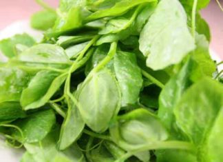 The Surprising Benefits of Eating the Seeds of a Tree Specie Primarily Grown for Seed Collection: Liver Detoxification and Delicious Taste