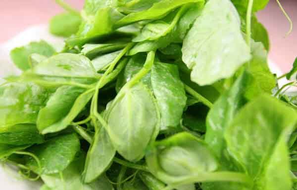 The Surprising Benefits of Eating the Seeds of a Tree Specie Primarily Grown for Seed Collection: Liver Detoxification and Delicious Taste