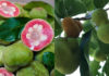 Uncommon Green-skinned Fruit with Red Flesh, Now Available for Sale at 300,000 VND/kg