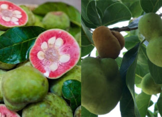 Uncommon Green-skinned Fruit with Red Flesh, Now Available for Sale at 300,000 VND/kg